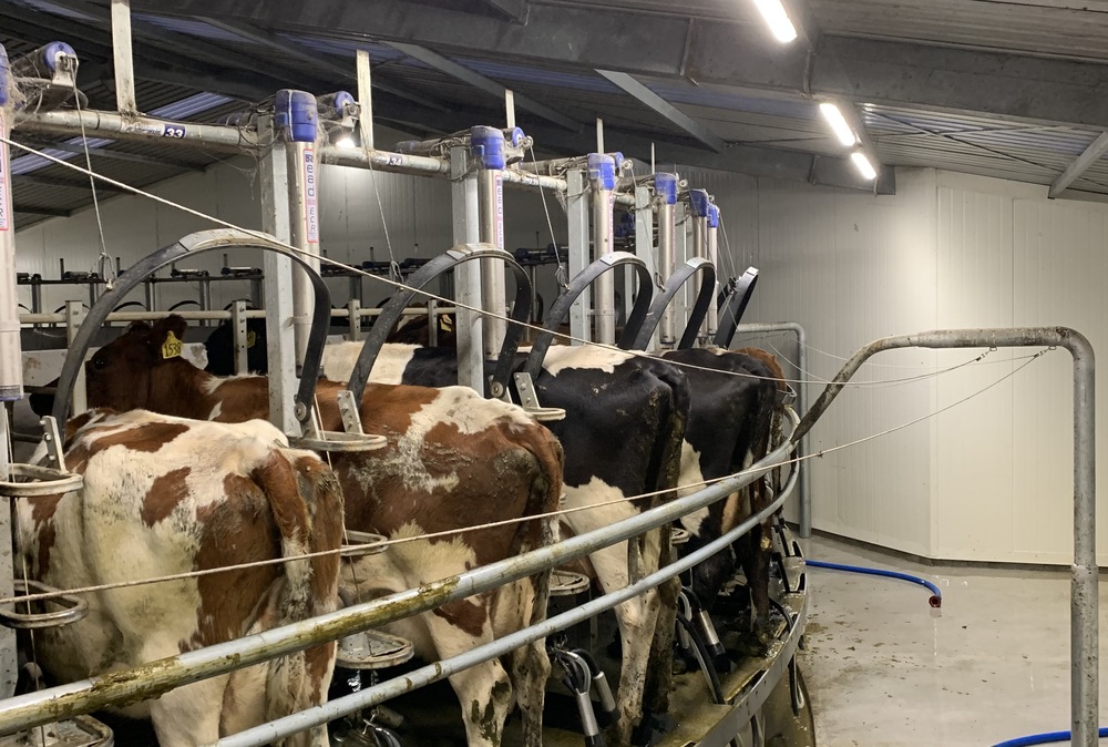 Nairn LED Lighting for Dairy Farms